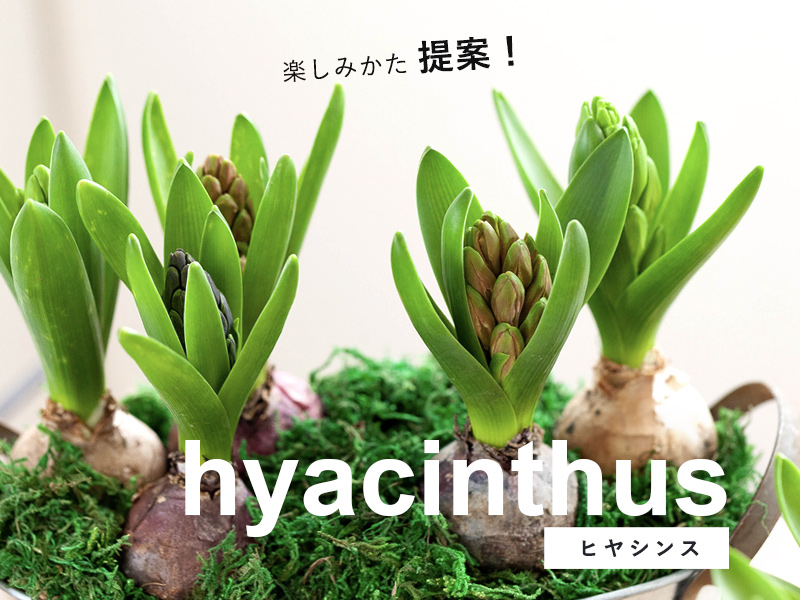 ヒヤシンス球根「水栽培用」「鉢植え」【予約受付】育て方付きで販売