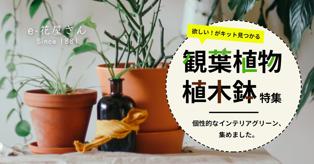 おしゃれな観葉植物 植木鉢の販売 公式 E花屋さん 本店