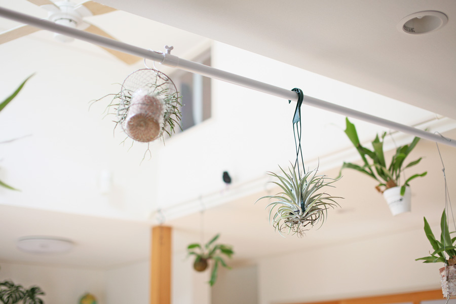天井から観葉植物を吊るす 鉢や苔玉を フック１つでおしゃれ空間
