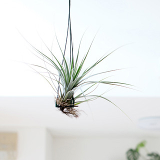 4つのステップ Step2 公式 E 花屋さん本店