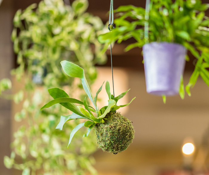 天井から観葉植物を吊るす 鉢や苔玉を フック１つでおしゃれ空間