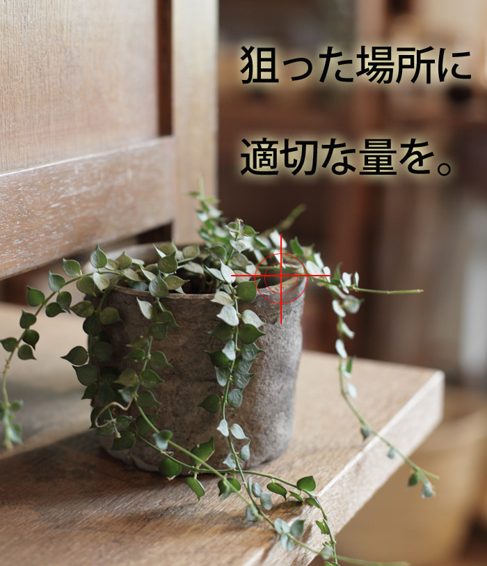 ペペロミア