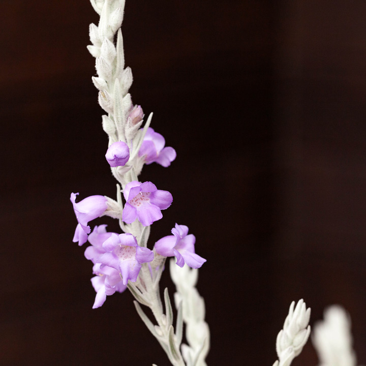 エレモフィラ・ニベアの花