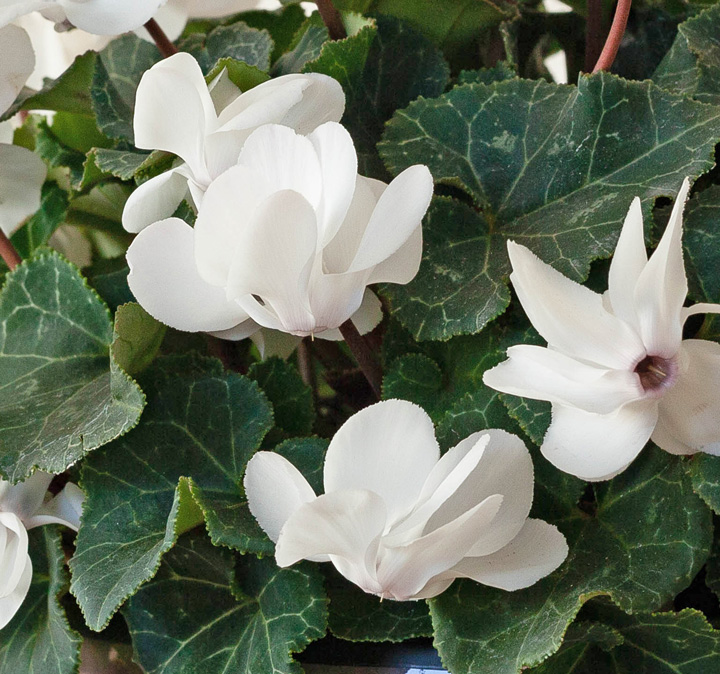 八重咲きシクラメン・ホワイトウィンクの花