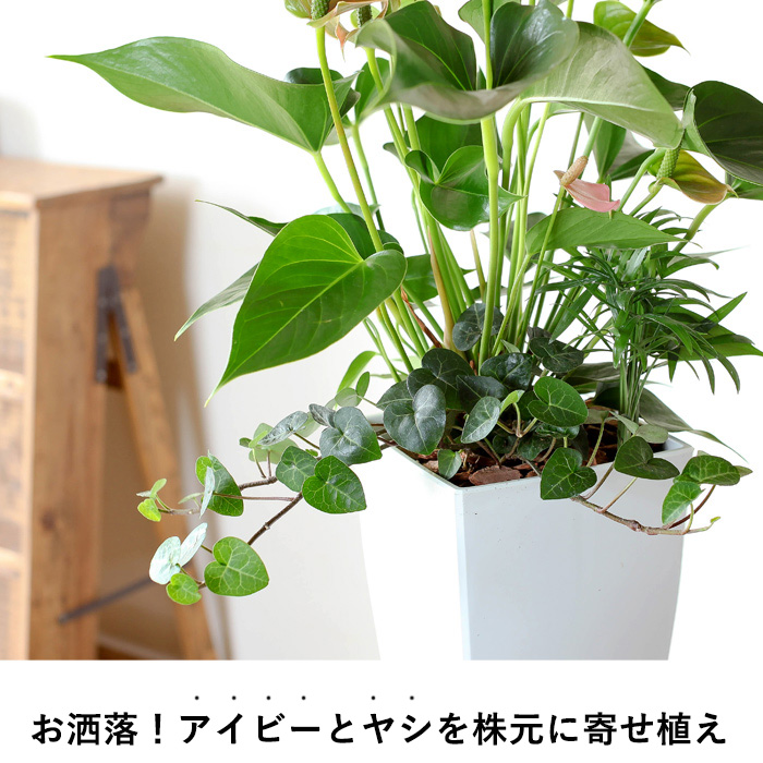アンスリウム（ピンク）グリーン寄せ植え、育て方付き！e花屋