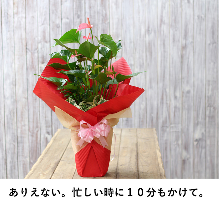 アンスリウム（ピンク）グリーン寄せ植え、育て方付き！e花屋