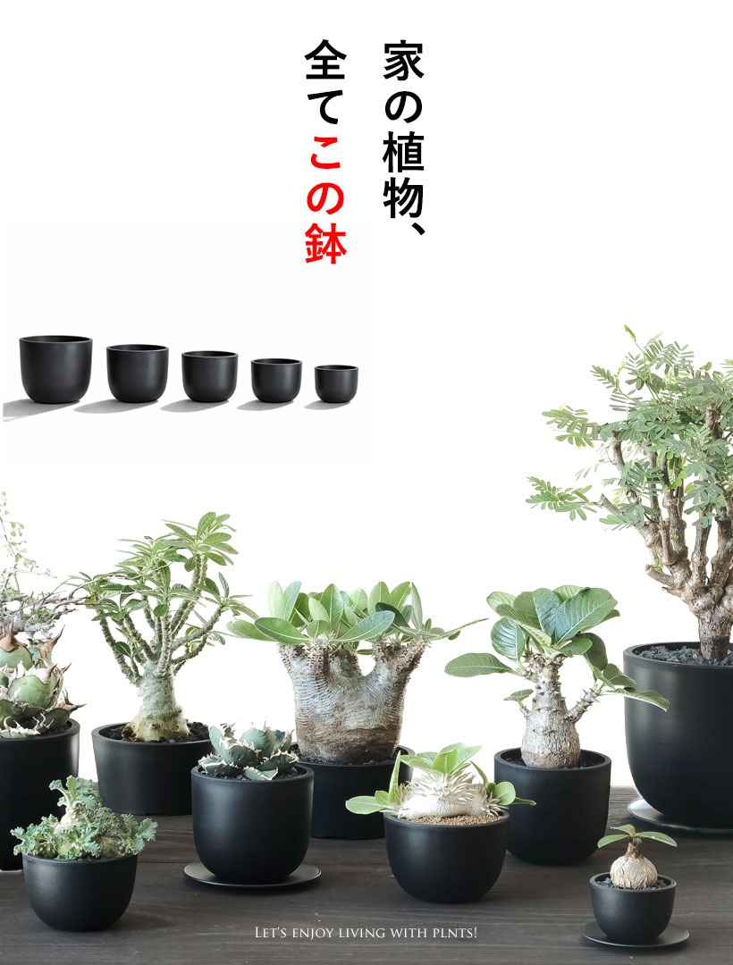 黒のベースポットに色んな植物を植えたイメージ