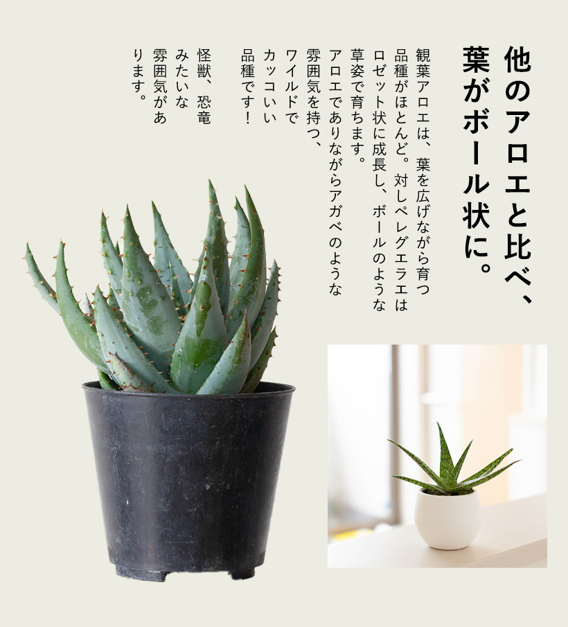 他の観葉植物アロエとの違い