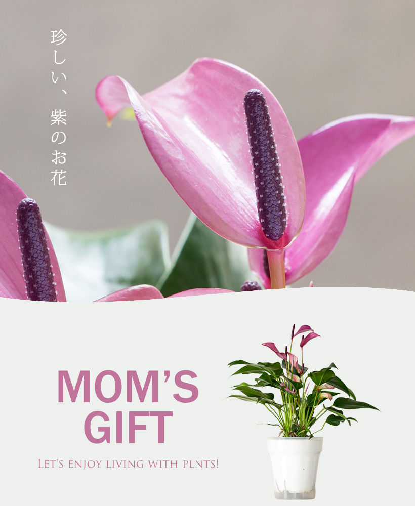 アンスリウムKV