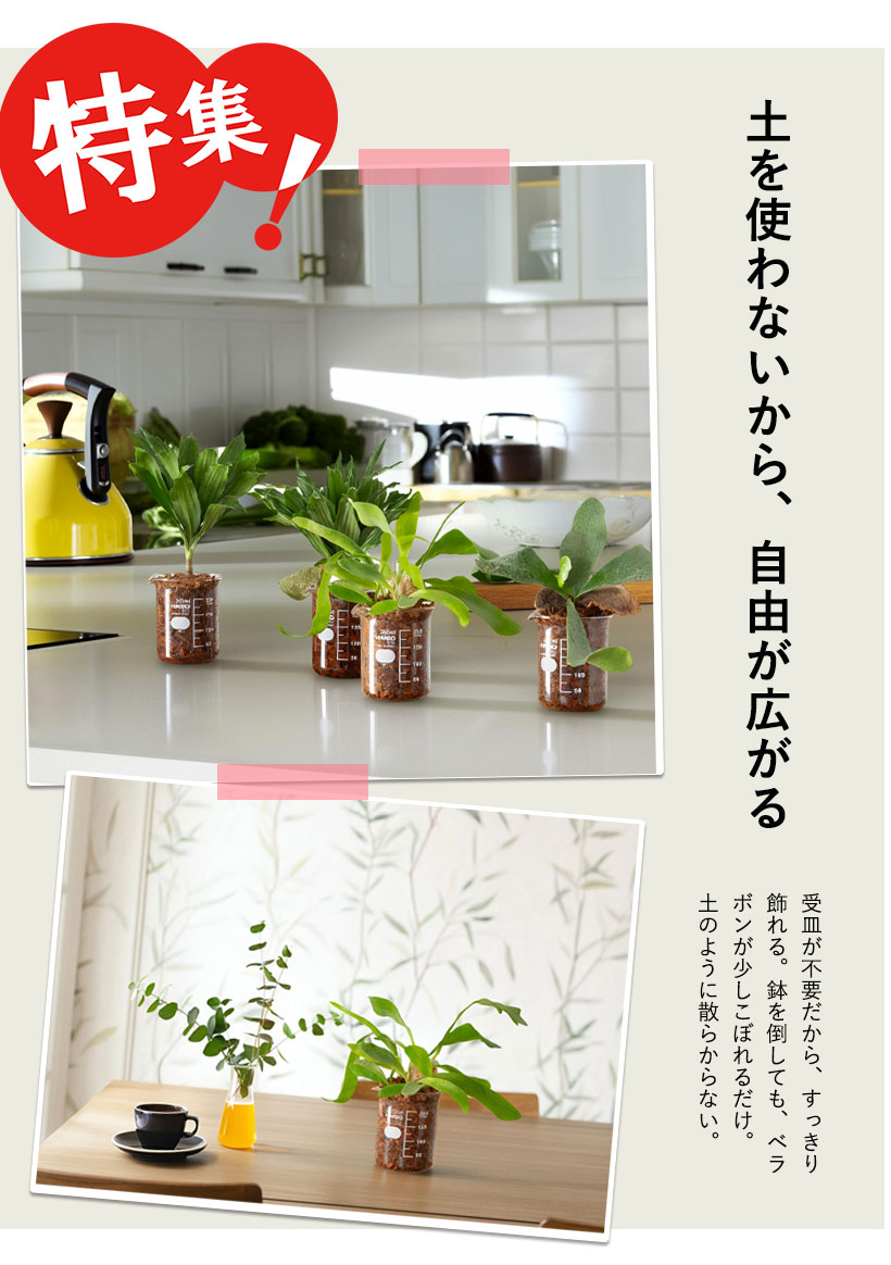 ビーカー植物をキッチンに飾ってる