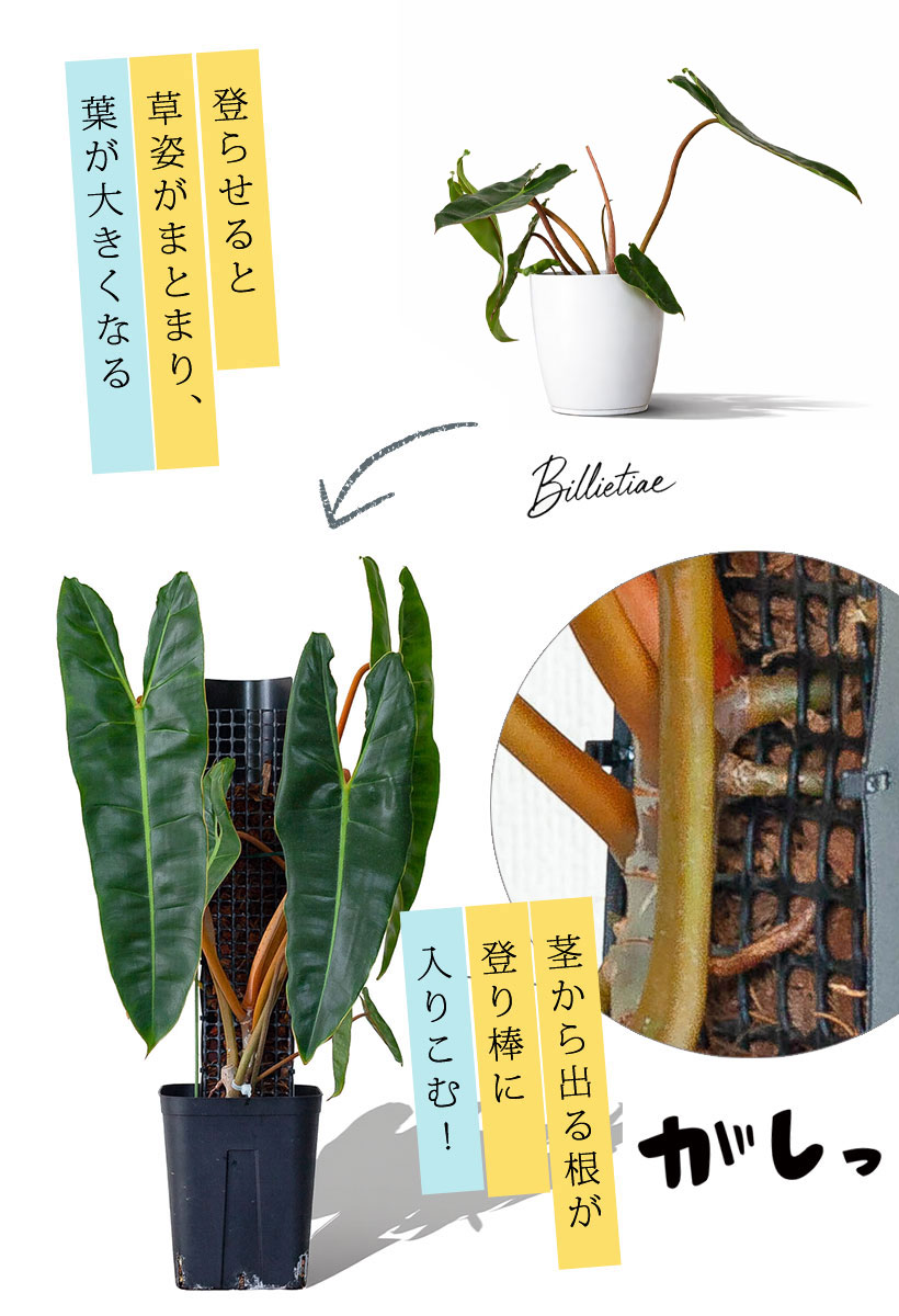 フィロデンドロン・ビレッタエを登り棒に登らす説明