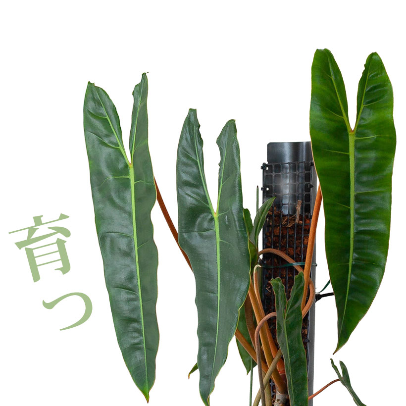 フィロデンドロン・ビレッタエ