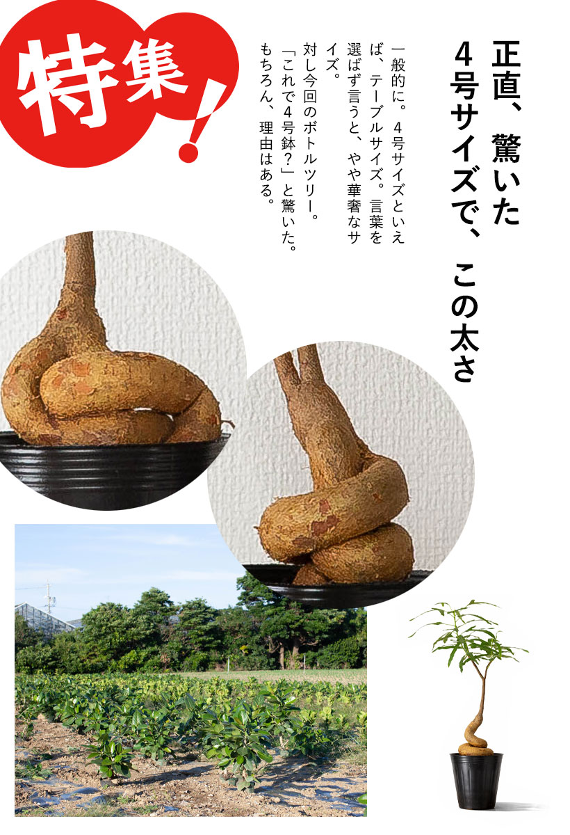 ボトルツリーの生産現場