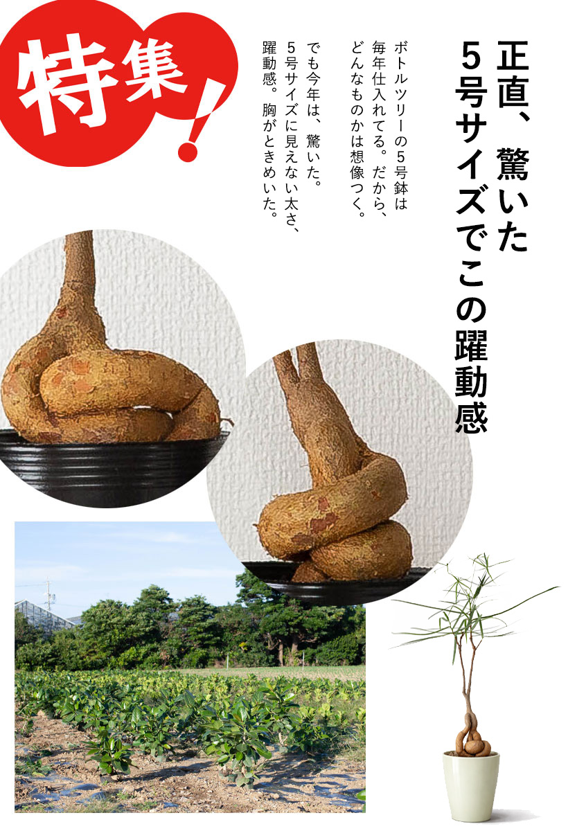 ボトルツリーの生産現場