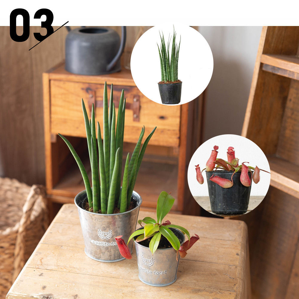 ブリキ鉢は鉢カバーとしても使える