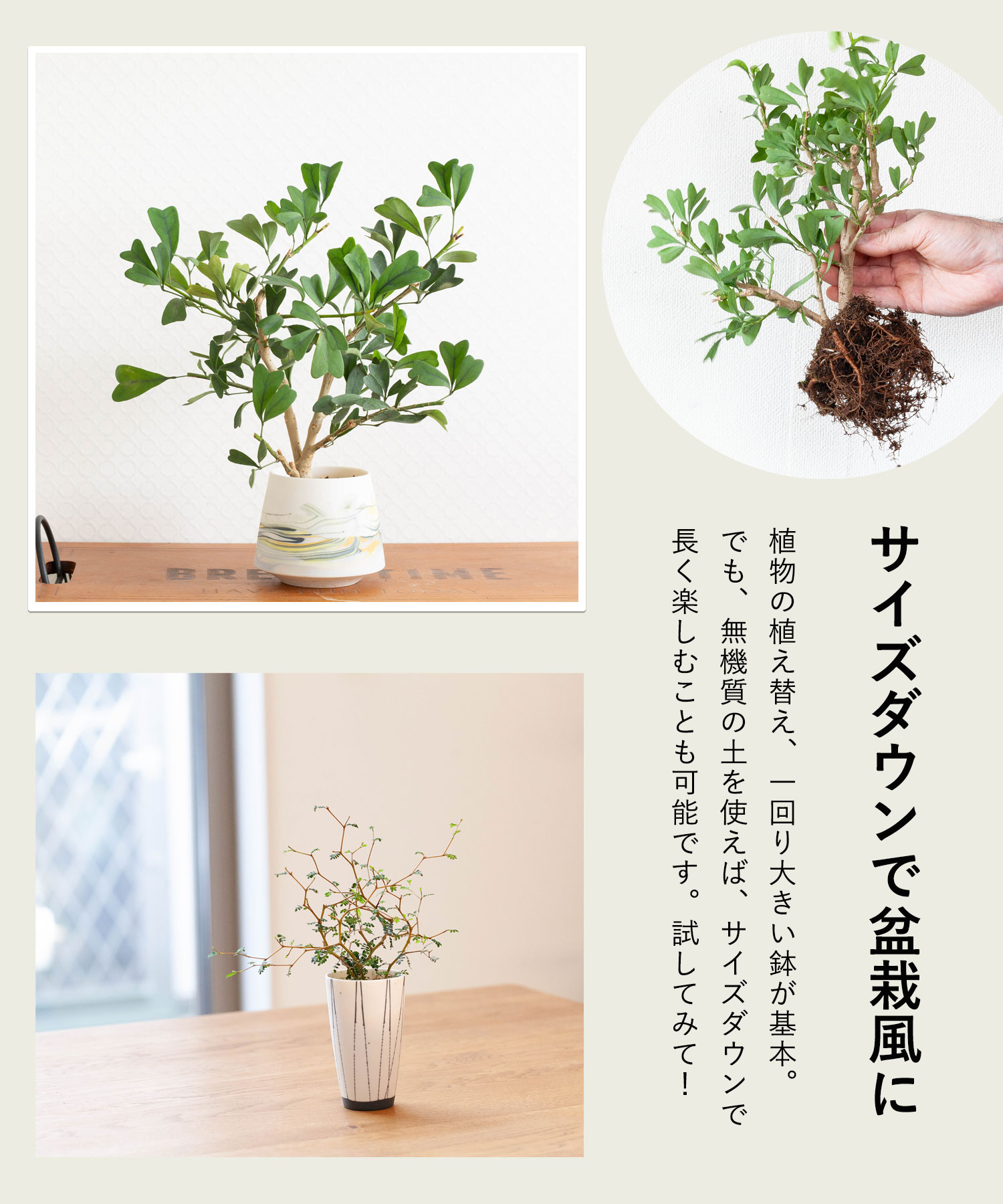 作家鉢を使った植え替え方