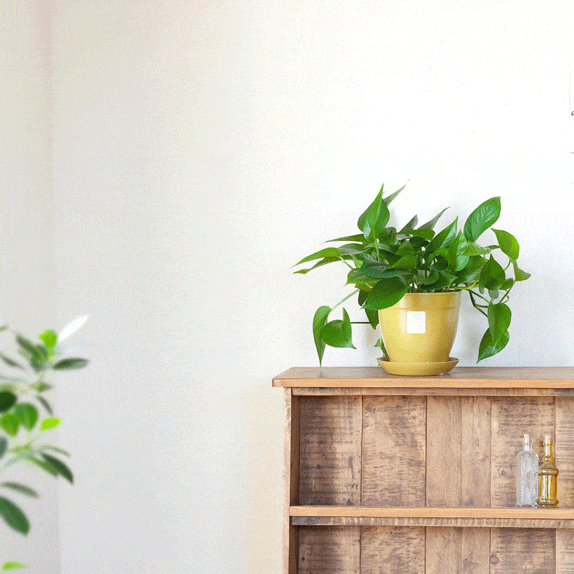 観葉植物を植えるのにも便利