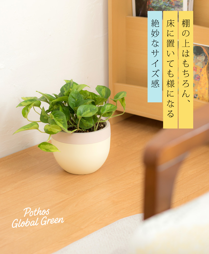 錦鉢　インテリア　骨董品　園芸　古典植物　観葉植物　飾り鉢　デザイン鉢　鉢　植物 Amazon.co.jp: Yurika 植木鉢笑顔かわいいプランター観葉植物 樹脂製