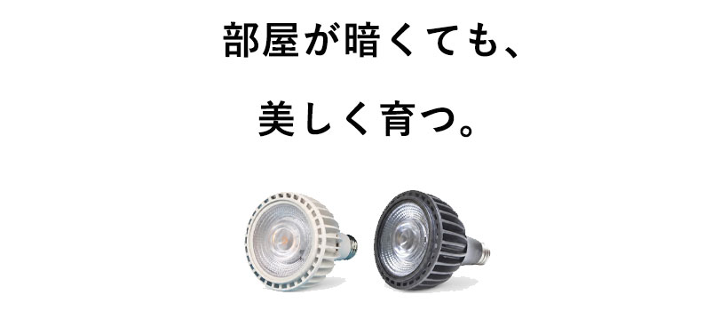 植物ライト