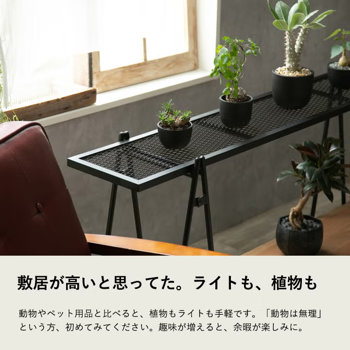 塊根植物の棚
