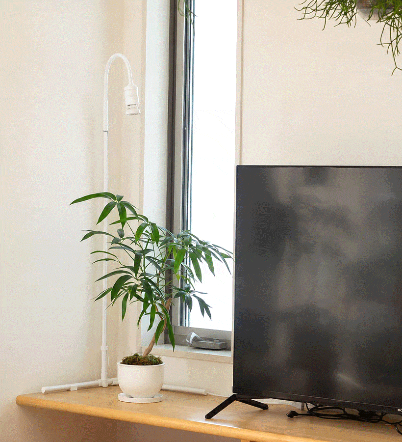 植物を飾った部屋