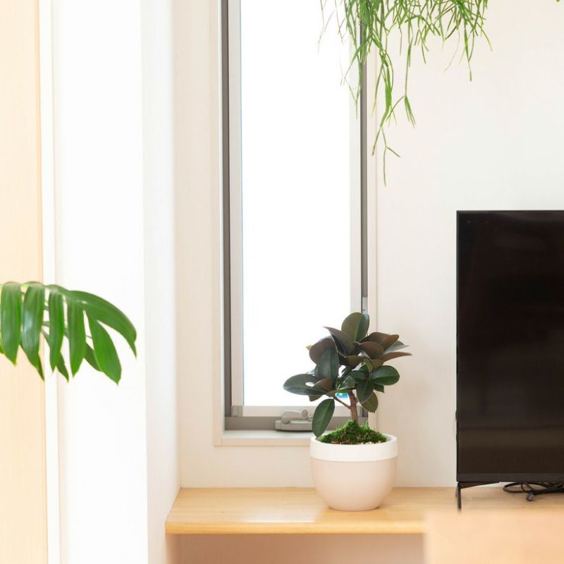 ソフィアをテレビ台の横に