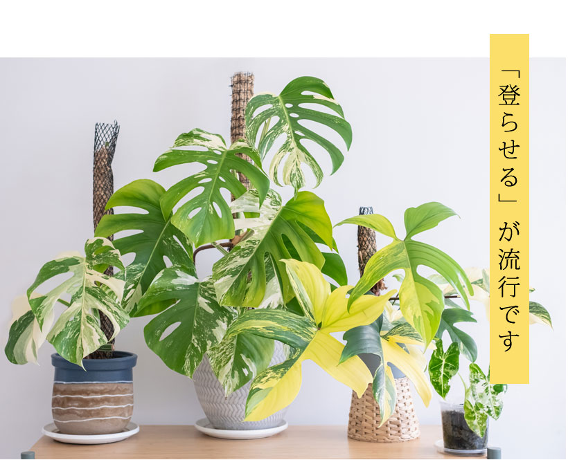 観葉植物を登らせる