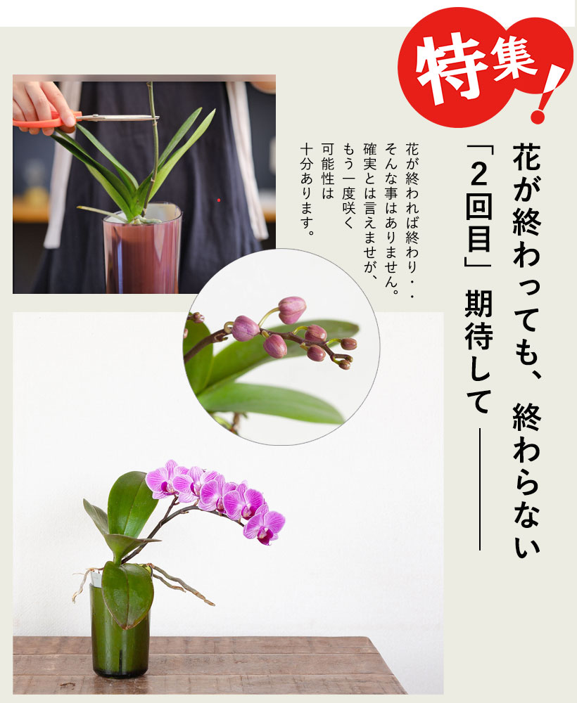 花が終わったら