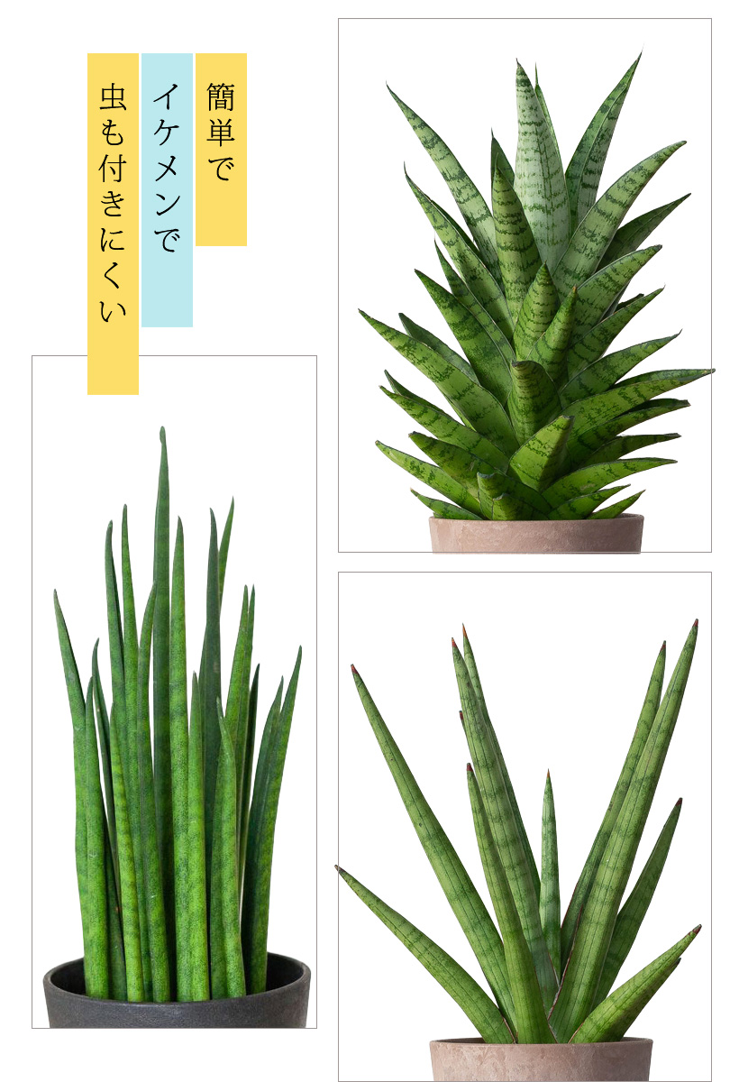 バギュラリス・ボブ・バコダの葉