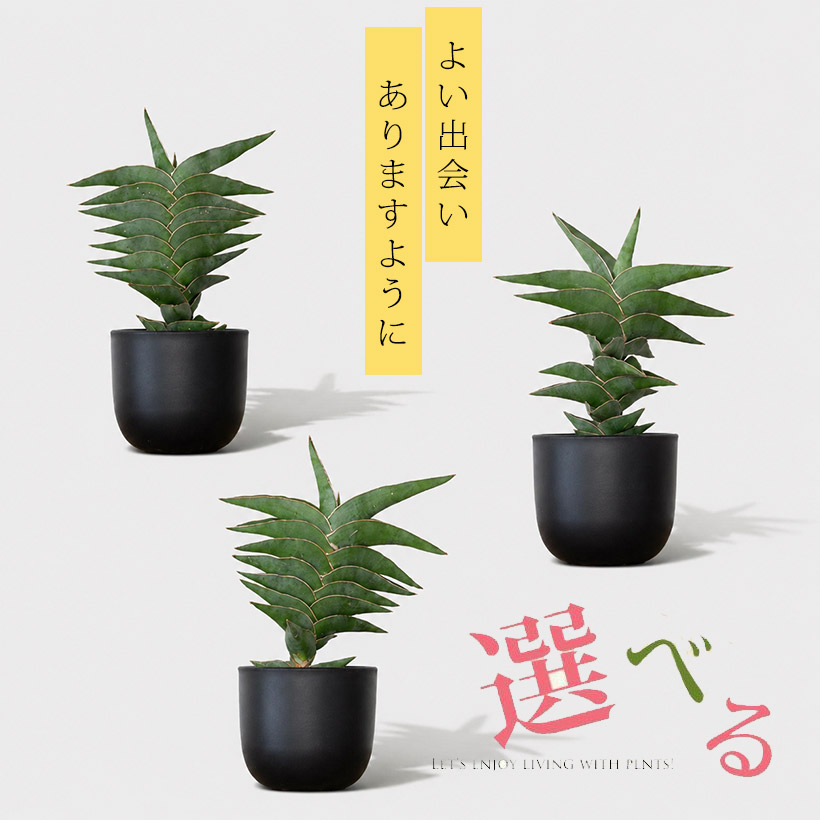 樹形が選べる