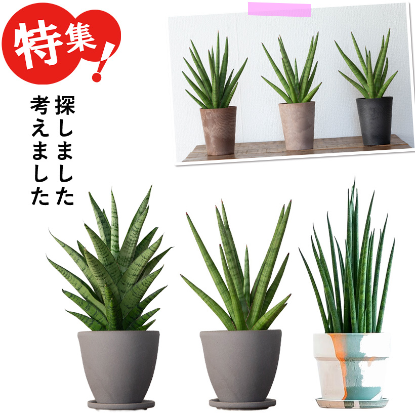 サンスベリア・ミカドをカラフルな鉢に植えて