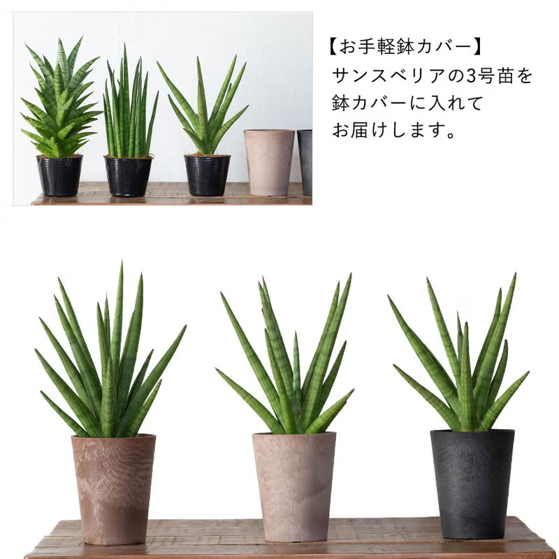 サンスベリアお手軽鉢カバータイプ