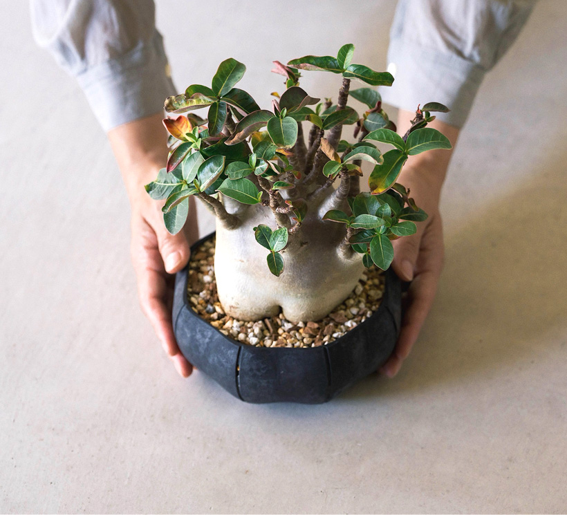アデニウムを植えたイメージ
