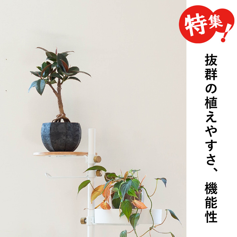 4号のフィカスを丸鉢Sに植え替え