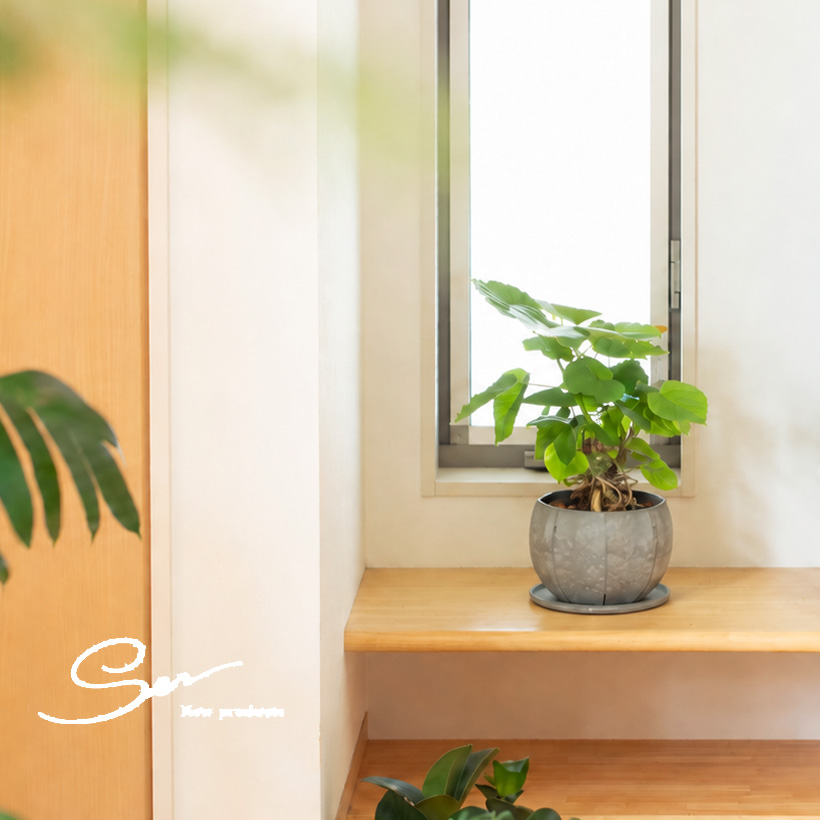 ウンベラータを植えたイメージ