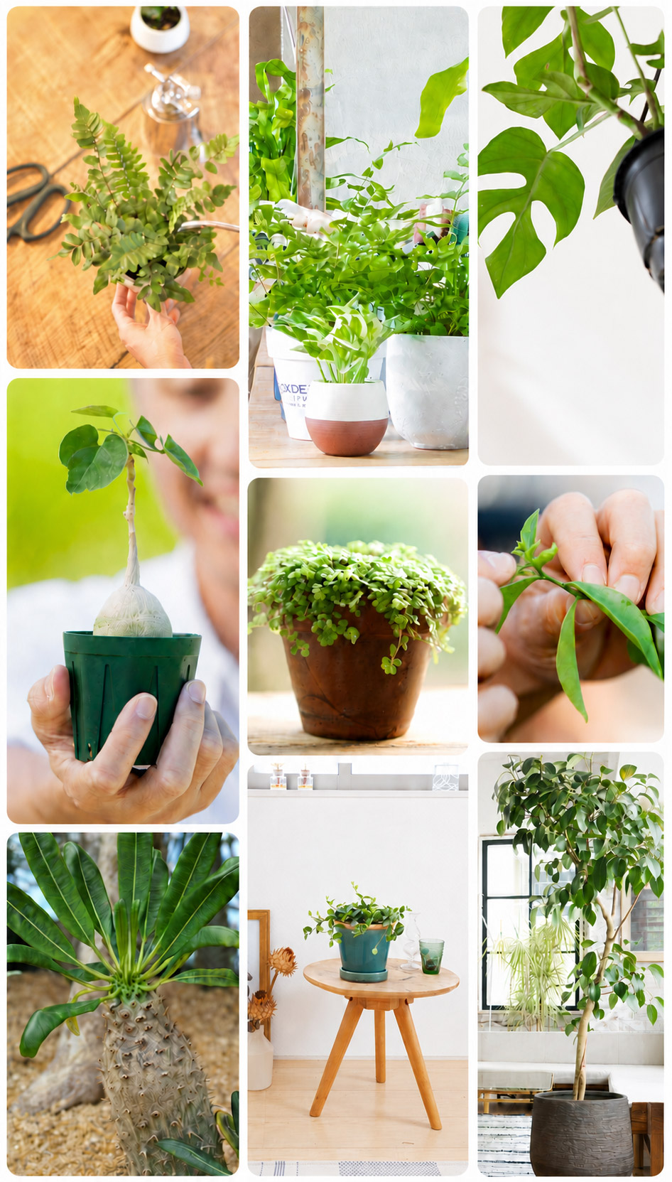 植物との暮らしが楽しくなる用土