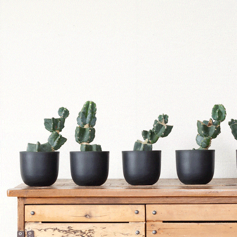 黒のベースポットに色んな植物を植えたイメージ