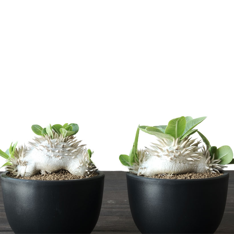 黒のベースポットの特徴