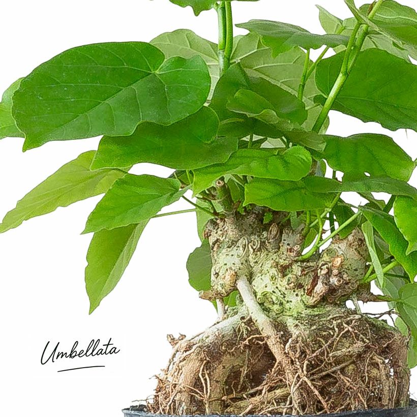 幹が木質化したフィカスウンベラータ