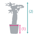 植物サイズ