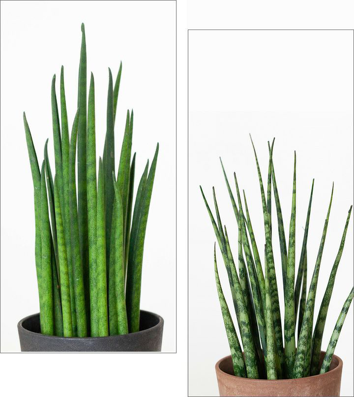 サンスベリア・ミカドの特徴