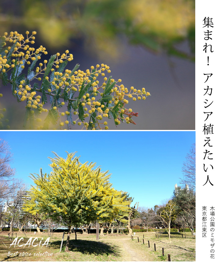 木場公園に植えてあるミモザアカシアの木