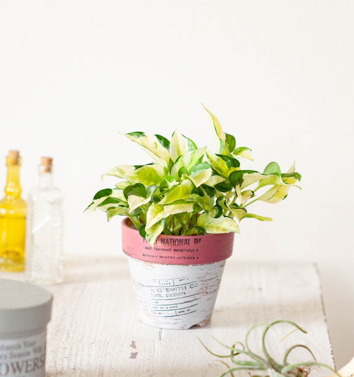 ポトス グローバルin ペイントpot 公式 E 花屋さん