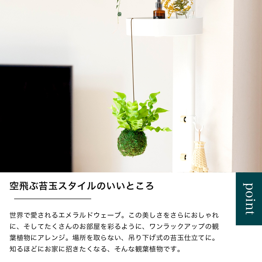 エメラルドウェーブ苔玉仕立て 公式 E 花屋さん