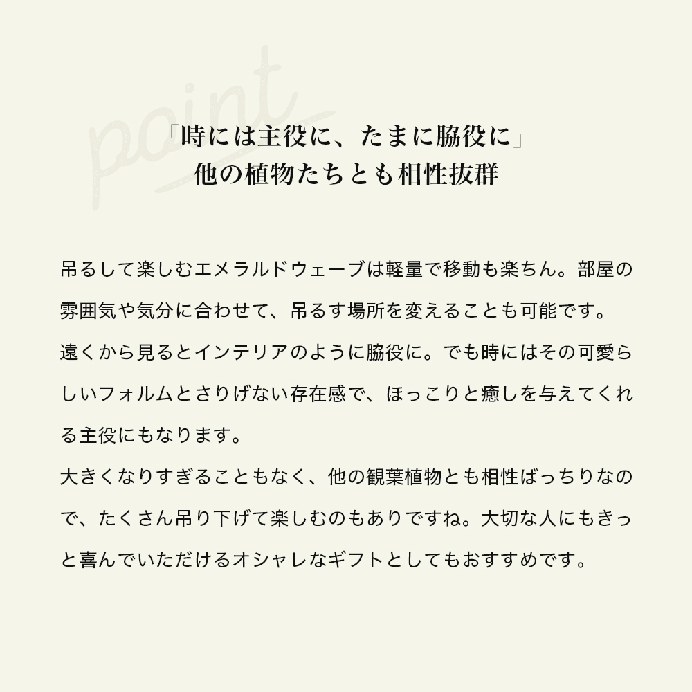 エメラルドウェーブの苔玉 吊り下げて楽しむ女子に人気の観葉植物