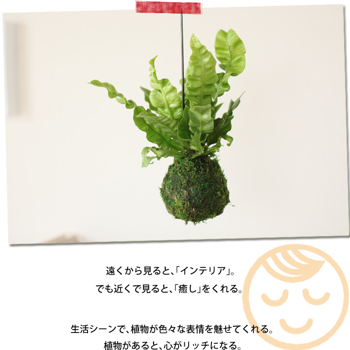 エメラルドウェーブの苔玉