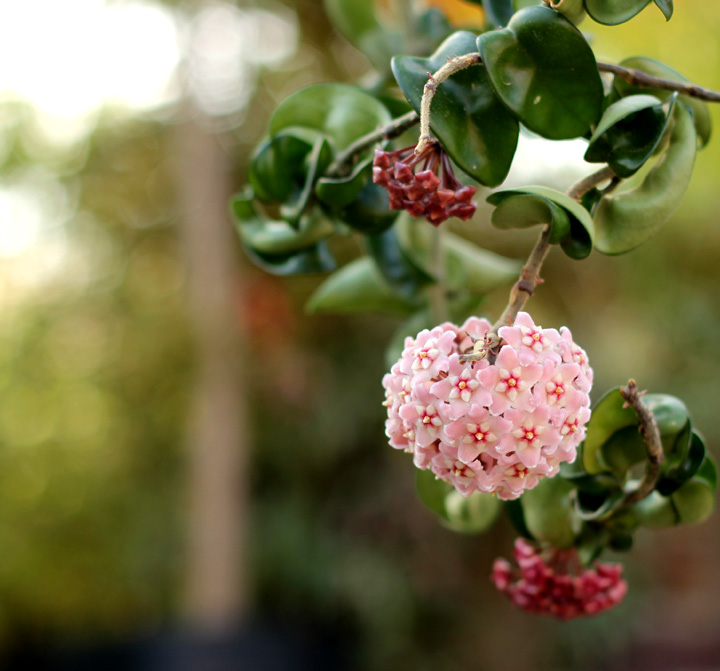 観葉植物 ホヤ カルノーサ他21種 花 育て方 サクララン属