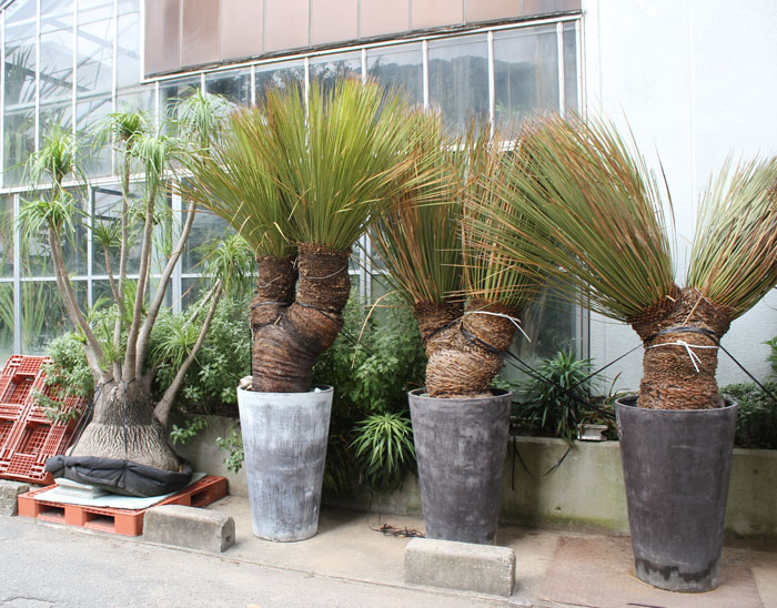 ソテツ ザミア 観葉植物 の秘密に迫る 公式 E 花屋さん 本店