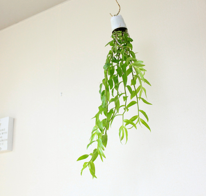 デンドロビウム・ピエラルディーを、インテリア観葉植物として