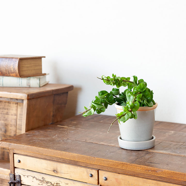 ホヤを陶器鉢に植え替えたイメージ